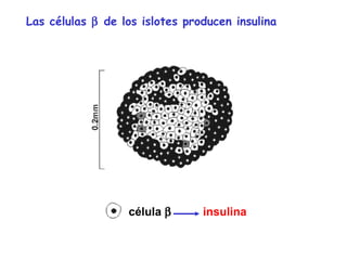 Las células b de los islotes producen insulina 
célula b insulina 
 