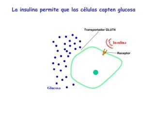 La insulina permite que las células capten glucosa 
Receptor 
Transportador GLUT4 
 