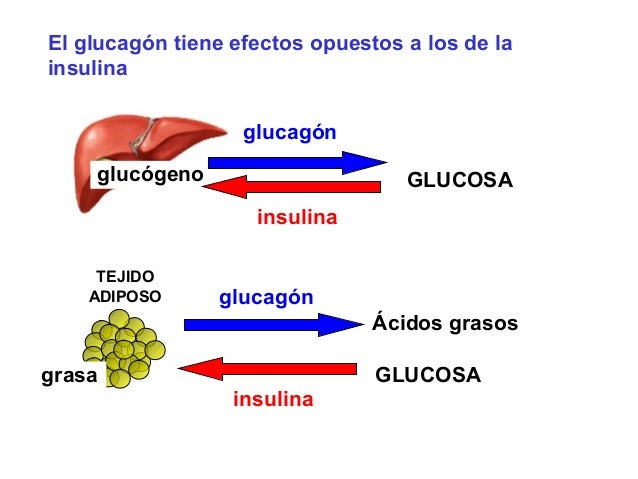 ANATOMIA HUMANA II - PANCREAS: SECRECIÓN - DR. F. FARFÁN ANATOMIA HUMANA II - PANCREAS: SECRECIÓN - DR. F. FARFÁN