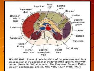 Patho B Pancreas Patho B 2 | PPT