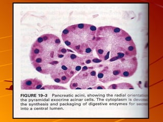 Patho B Pancreas Patho B 2 | PPT