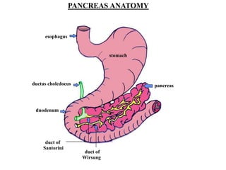 PANCREAS ANATOMY
stomach
esophagus
ductus choledocus
duodenum
duct of
Santorini
duct of
Wirsung
pancreas
 
