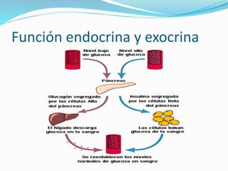 Función endocrina y exocrina
 