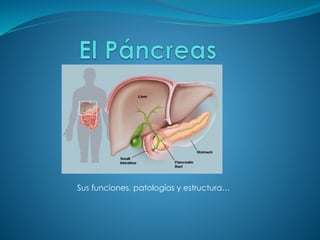 Sus funciones, patologías y estructura…
 