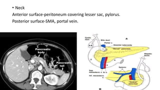 • Neck
Anterior surface-peritoneum covering lesser sac, pylorus.
Posterior surface-SMA, portal vein.
 