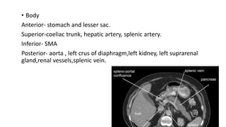 • Body
Anterior- stomach and lesser sac.
Superior-coeliac trunk, hepatic artery, splenic artery.
Inferior- SMA
Posterior- aorta , left crus of diaphragm,left kidney, left suprarenal
gland,renal vessels,splenic vein.
 