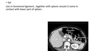 • Tail
Lies in lienorenal ligament , together with splenic vessels it come in
contact with lower part of spleen .
 