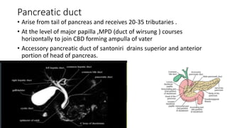 Pancreatic duct
• Arise from tail of pancreas and receives 20-35 tributaries .
• At the level of major papilla ,MPD (duct of wirsung ) courses
horizontally to join CBD forming ampulla of vater
• Accessory pancreatic duct of santoniri drains superior and anterior
portion of head of pancreas.
 