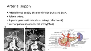 Arterial supply
• Arterial blood supply arise from celiac trunk and SMA.
• Splenic artery.
• Superior pancreaticoduodenal artery( celiac trunk)
• Inferior pancreaticoduodenal artery(SMA)
 