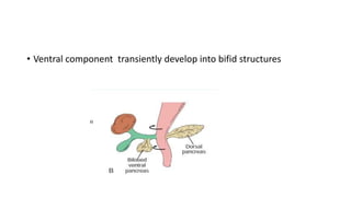 • Ventral component transiently develop into bifid structures
 