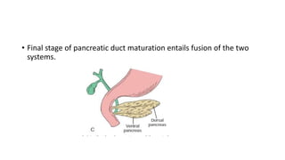 • Final stage of pancreatic duct maturation entails fusion of the two
systems.
 