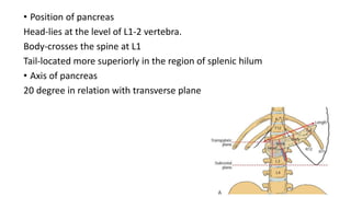 • Position of pancreas
Head-lies at the level of L1-2 vertebra.
Body-crosses the spine at L1
Tail-located more superiorly in the region of splenic hilum
• Axis of pancreas
20 degree in relation with transverse plane
 