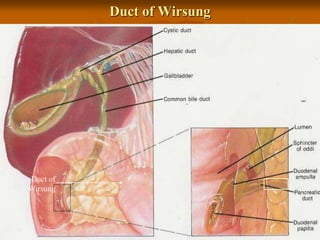 Duct of Wirsung
Duct of
Wirsung
 