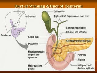 Duct of Wirsung &Duct of Santorini
 