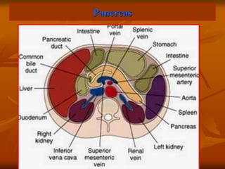 Pancreas
 