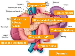 Cuddles L Kidney
Tickles Spleen
Cradles Aorta
Opposes IVC
Dallies with
R Renal
Pedicle
Hugs the duodenum
Wraps the SMV
Hides behind peritoneum
Durman
 