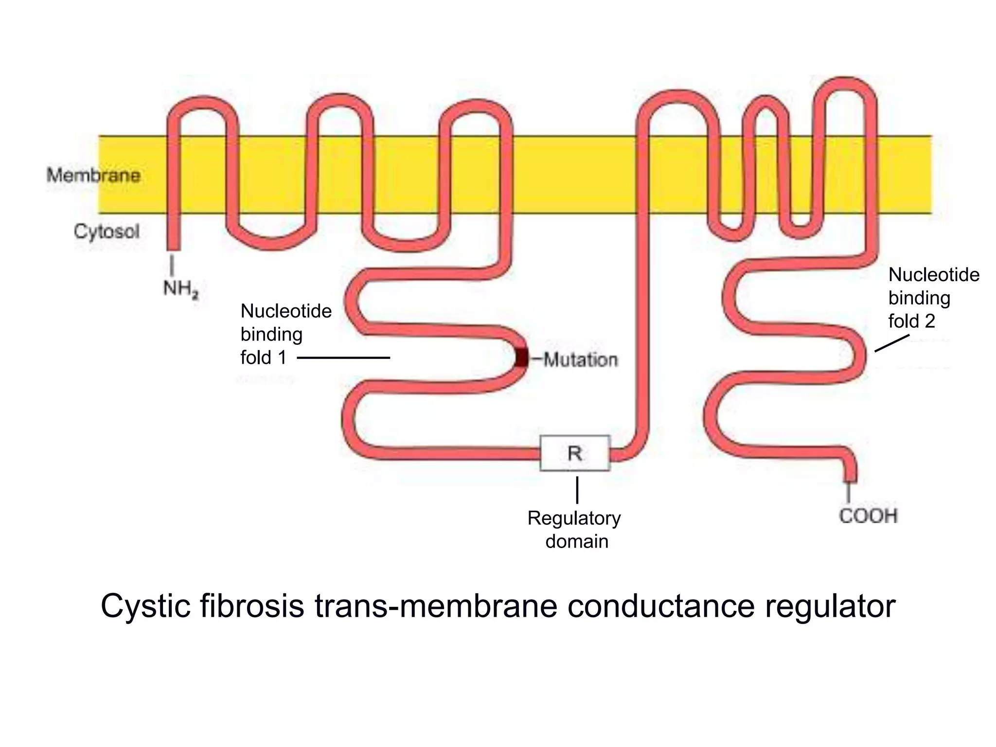 Nucleotide
binding
fold 2
Regulatory
domain
Nucleotide
binding
fold 1
Cystic fibrosis trans-membrane conductance regulator
 