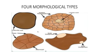 FOUR MORPHOLOGICAL TYPES
 