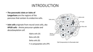 INTRODUCTION
• The pancreatic islets or islets of
Langerhans are the regions of the
pancreas that contain its endocrine cells.
• Islet cells originate from neural crest cells, aka
APUD cells - Amine precursor uptake and
decarboxylation cell.
Alpha cells (A)
Beta cells (B)
Delta cells (D)
F or polypeptide cells (PP)
 