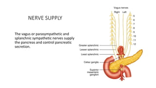 NERVE SUPPLY
The vagus or parasympathetic and
splanchnic sympathetic nerves supply
the pancreas and control pancreatic
secretion.
 