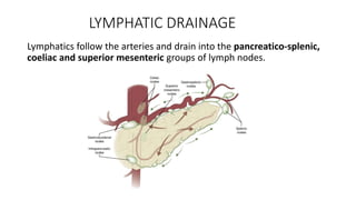 LYMPHATIC DRAINAGE
Lymphatics follow the arteries and drain into the pancreatico-splenic,
coeliac and superior mesenteric groups of lymph nodes.
 