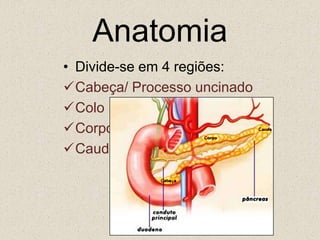 AnatomiaDivide-se em 4 regiões: