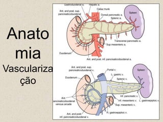 Cabeça/ Processo uncinado