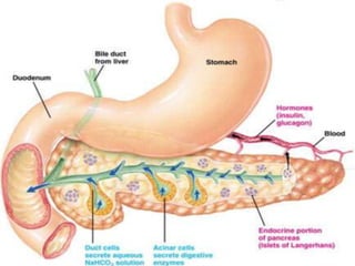 Anatomia Inervação S. N. AutônomoSimpático e ParassimpáticoProveniente dos nervos vago e esplâncnicoAnatômiaDuctos
