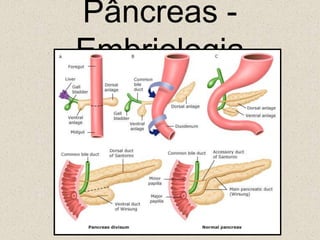 Pâncreas - Embriologia