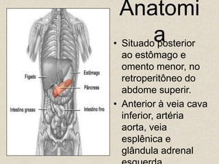 AnatomiaSituado posterior ao estômago e omento menor, no retroperitôneo do abdome superir.Anterior à veia cava inferior, artéria aorta, veia esplênica e glândula adrenal esquerda.