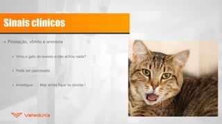 Sinais clínicos
» Prostação, vômito e anorexia
» Virou o gato do avesso e não achou nada?
» Pode ser pancreatite
» Investigue . . . Mas ainda fique na dúvida !
 