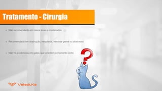 Tratamento - Cirurgia
» Não recomendado em casos leves e moderados
» Recomendada em obstrução, neoplasia, necrose grave ou abscesso
» Não há evidencias em gatos que orientem o momento certo
 
