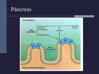 Páncreas 