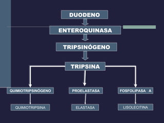DUODENO ENTEROQUINASA TRIPSINÓGENO TRIPSINA QUIMIOTRIPSINÓGENO PROELASTASA FOSFOLIPASA  A QUIMIOTRIPSINA ELASTASA LISOLECITINA 