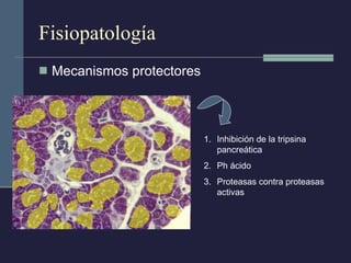 Fisiopatología Mecanismos protectores Inhibición de la tripsina pancreática Ph ácido Proteasas contra proteasas activas 