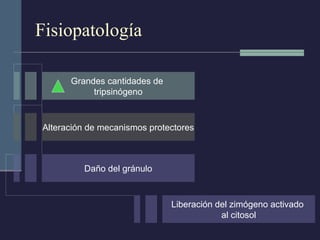 Fisiopatología Grandes cantidades de  tripsinógeno Alteración de mecanismos protectores Daño del gránulo Liberación del zimógeno activado  al citosol 