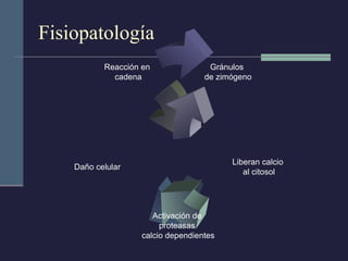 Fisiopatología Gránulos  de zimógeno Liberan calcio  al citosol Activación de  proteasas  calcio dependientes Daño celular Reacción en  cadena 