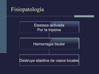 Fisiopatología Elastasa activada Por la tripsina Hemorragia tisular Destruye elastina de vasos locales 