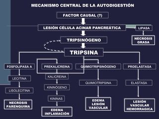 TRIPSINA QUIMIOTRIPSINÓGENO PROELASTASA FOSFOLIPASA A QUIMIOTRIPSINA ELASTASA LISOLECITINA PREKALICREINA KALICREINA LIPASA NECROSIS GRASA KININÓGENO KININAS EDEMA INFLAMACIÓN EDEMA LESIÓN VASCULAR NECROSIS PARENQUIMA LESIÓN VASCULAR HEMORRAGICA TRIPSINÓGENO LESIÓN CÉLULA ACINAR PANCREÁTICA FACTOR CAUSAL (?) MECANISMO CENTRAL DE LA AUTODIGESTIÓN LECITINA 