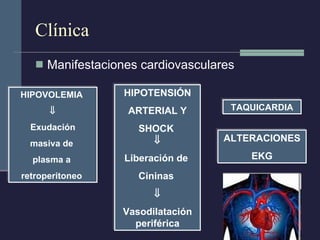 Clínica Manifestaciones cardiovasculares HIPOVOLEMIA   Exudación masiva de  plasma a  retroperitoneo  HIPOTENSIÓN ARTERIAL Y SHOCK   Liberación de  Cininas   Vasodilatación periférica TAQUICARDIA ALTERACIONES EKG 