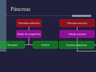 Páncreas Páncreas endocrino Islotes de Langerhans Glucagón Insulina Páncreas exocrino Células acinares Enzimas digestivas 