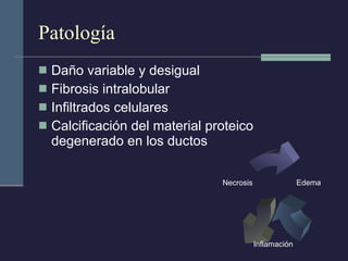 Patología Daño variable y desigual Fibrosis intralobular Infiltrados celulares Calcificación del material proteico degenerado en los ductos Edema Inflamación Necrosis 