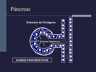 Páncreas ACINOS PANCREÁTICOS Gránulos de Cimógeno Enzimas Digestivas 