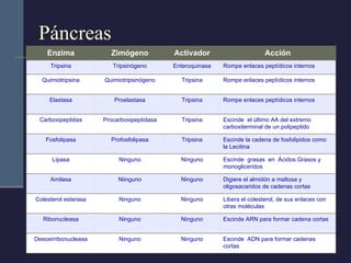 Páncreas Enzima Zimógeno Activador Acción Tripsina Tripsinógeno Enteroquinasa Rompe enlaces peptídicos internos Quimiotripsina Quimiotripsinógeno Tripsina Rompe enlaces peptídicos internos Elastasa Proelastasa Tripsina Rompe enlaces peptídicos internos Carboxipeptidas Procarboxipeptidasa Tripsina Escinde  el último AA del extremo carboxiterminal de un polipeptido Fosfolipasa Profosfolipasa Tripsina Escinde la cadena de fosfolipidos como la Lecitina Lipasa Ninguno Ninguno Escinde  grasas  en  Ácidos Grasos y monogliceridos  Amilasa Niinguno Ninguno Digiere el almidón a maltosa y oligosacaridos de cadenas cortas Colesterol esterasa Ninguno Ninguno Libera el colesterol, de sus enlaces con otras moléculas Ribonucleasa Ninguno Ninguno Escinde ARN para formar cadena cortas Desoxirribonucleasa Ninguno Ninguno Escinde  ADN para formar cadenas cortas 