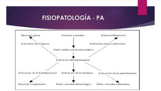FISIOPATOLOGÍA - PA 
 