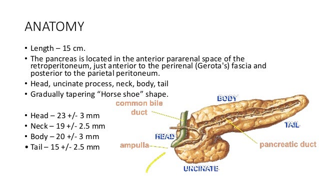 pancreatitis pancreas size