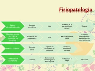 Lesión 
microcirculatoria 
Enzimas 
pancreáticas 
Daño 
Aumento de la 
permeabilidad 
vascular 
Edema 
Quimioatracción 
de PMN y 
liberación de 
citosinas 
Activación del 
complemento 
C5a 
Reclutamiento de 
PMN 
Citosinas 
proinflamtorias y 
Metabolismo del 
Ac araquidónico 
Estrés Oxidante 
Enzimas 
MRO 
Superan los 
mecanismos de 
eliminación 
Trombosis, 
hemorragia, 
necrosis 
Translocación 
bacteriana 
Barrera 
Componentes 
inmunológicos y 
morfológicos 
PAbarrera se 
rompe 
Infección 
 