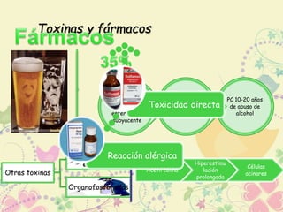Toxinas y fármacos 
PC 10-20 años 
de abuso de 
alcohol 
10% de los px 
alcohólicos 
Toxicidad directa 
crónicos 
Px alcohólicos 
con PA tienen 
una 
enfermedad 
subyacente 
Otras toxinas 
Veneno de 
escorpión 
Organofosforados 
Acetil colina 
Hiperestimu 
lación 
prolongada 
Células 
acinares 
Reacción alérgica 
 