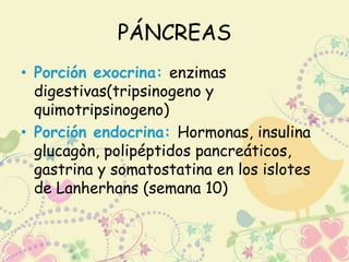 PÁNCREAS 
• Porción exocrina: enzimas 
digestivas(tripsinogeno y 
quimotripsinogeno) 
• Porción endocrina: Hormonas, insulina 
glucagòn, polipéptidos pancreáticos, 
gastrina y somatostatina en los islotes 
de Lanherhans (semana 10) 
 