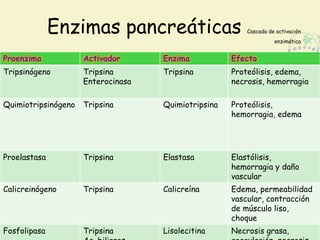 Enzimas pancreáticas Cascada de activación 
enzimática 
Proenzima Activador Enzima Efecto 
Tripsinógeno Tripsina 
Enterocinasa 
Tripsina Proteólisis, edema, 
necrosis, hemorragia 
Quimiotripsinógeno Tripsina Quimiotripsina Proteólisis, 
hemorragia, edema 
Proelastasa Tripsina Elastasa Elastólisis, 
hemorragia y daño 
vascular 
Calicreinógeno Tripsina Calicreína Edema, permeabilidad 
vascular, contracción 
de músculo liso, 
choque 
Fosfolipasa Tripsina 
Ac. biliares 
Lisolecitina Necrosis grasa, 
coagulación, necrosis 
 